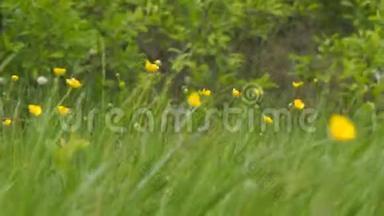 黄色的春天的花朵在风<strong>中</strong>。 <strong>草</strong>地上的黄油
